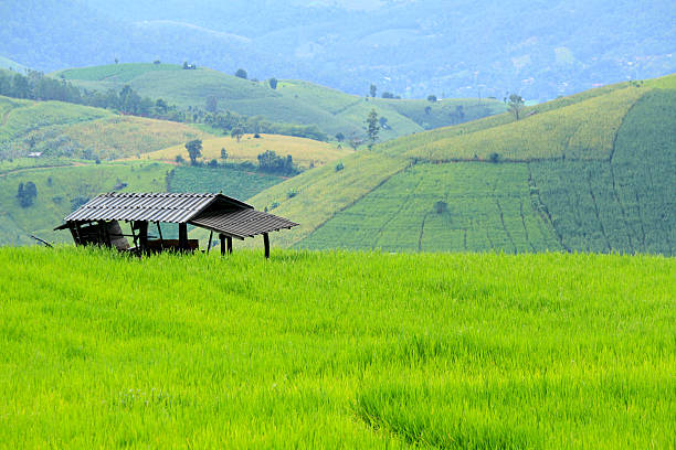 istock Farmer hut on green paddy field 636469590