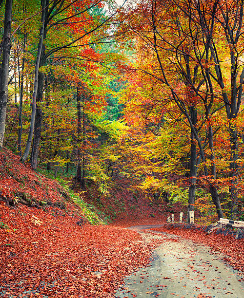 istock Colorful autumn scene in the mountain forest 636471224