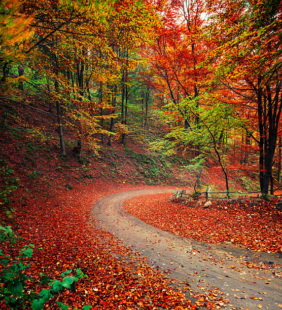 istock Colorful autumn scene in the mountain forest. 636471304