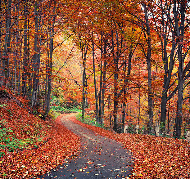 Colorful autumn scene in the mountain forest. Beautiful morning view in Carpathian mountains, Ukraine, Europe. Travel concept background.