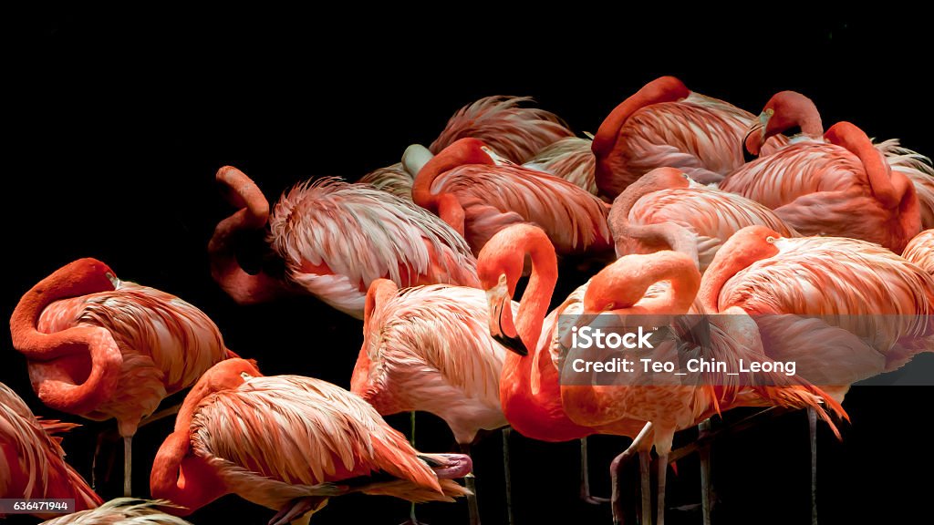 Flock von Flamingos schlafen - Lizenzfrei Kunstskulptur Stock-Foto