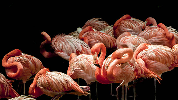 istock Flock of flamingos sleeping 636471944