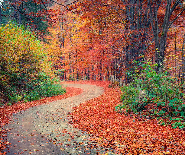istock Colorful autumn csene in the mountain forest 636472214