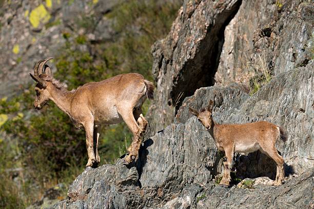 istock ibex swarm up mountains 636472718