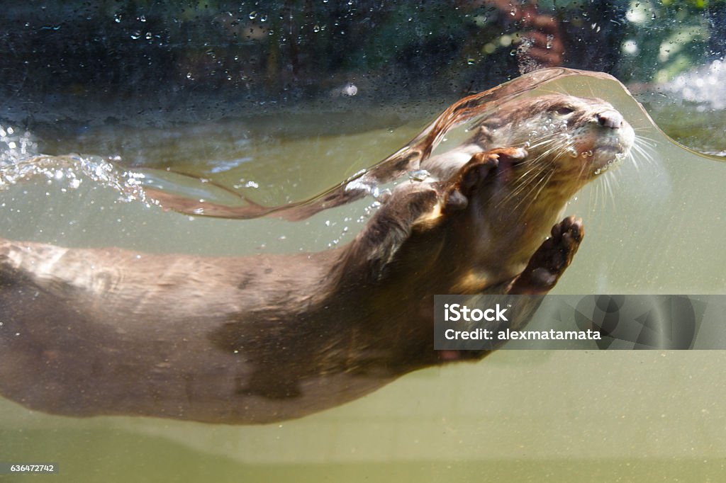 Otter kommt aus dem Wasser - Lizenzfrei Otter Stock-Foto