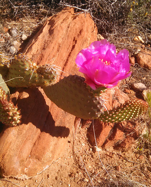 istock Pink cactus bloom Red Cliffs Reserve St George Utah 636472820