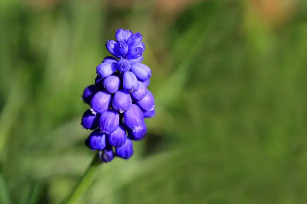 Muscari botryoides is a plant of the asparagus family