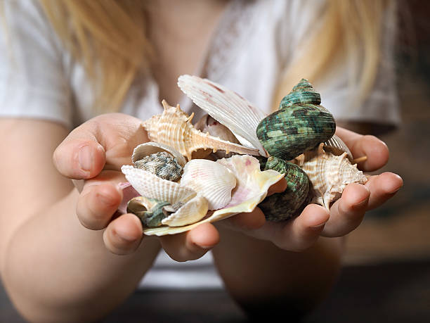 istock handful of different shells in children's hands 636475098