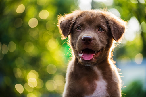 Retrato de cachorro marrón con fondo bokeh photo