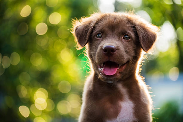 portrait de chiot brun avec fond de bokeh - puppy photos et images de collection