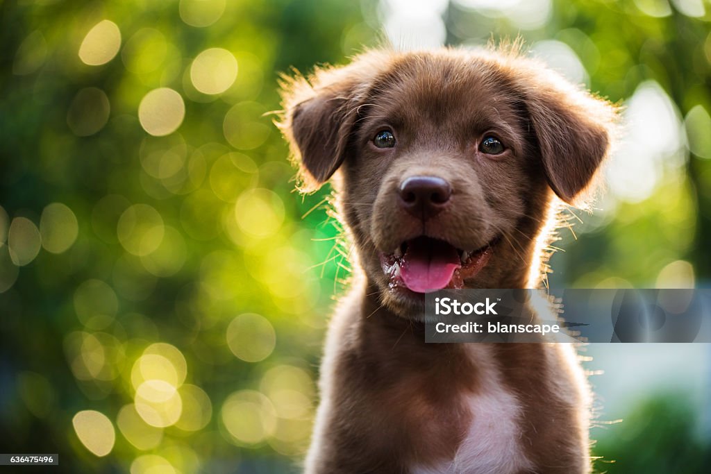 Portrait of brown puppy with bokeh background Portrait of brown cute puppy with sunset bokeh background Puppy Stock Photo