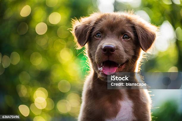 Portrait Of Brown Puppy With Bokeh Background Stock Photo - Download Image Now - Puppy, Cute, Dog