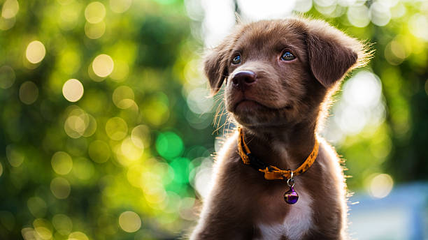 istock puppy with sunset bokeh background 636475542