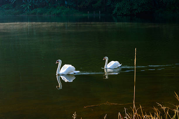 istock Swans in Pang Ung National Park 636479106
