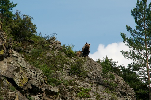 wild little Brown Bear, Ursus arctos, up the hill, Khakasia, Russia