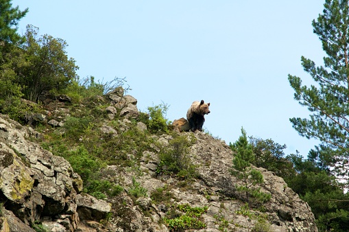 wild little Brown Bear, Ursus arctos, up the hill, Khakasia, Russia