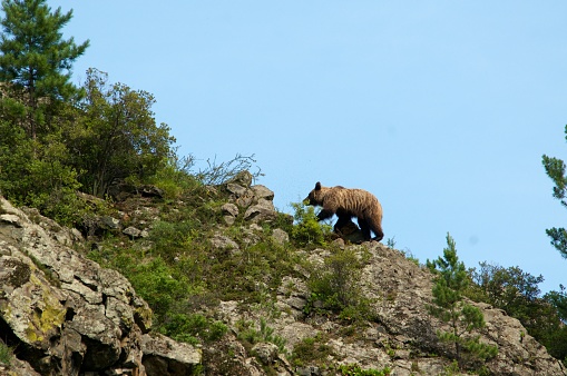 wild little Brown Bear, Ursus arctos, up the hill, Khakasia, Russia