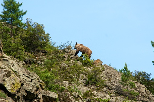 wild little Brown Bear, Ursus arctos, up the hill, Khakasia, Russia