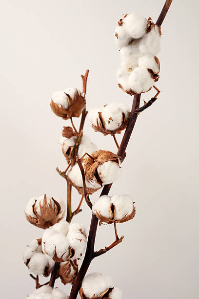 istock Organic Cotton plant flower branch 636480062