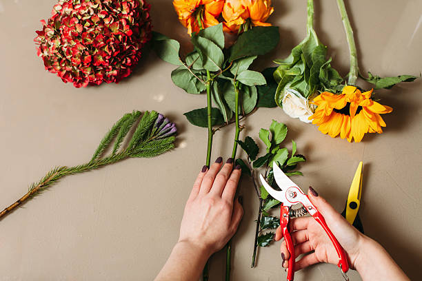 istock Florist hands cutting rose with garden scissors 636480182