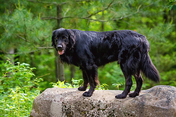 istock Black furry dog standing on a rock in forest. 636480948