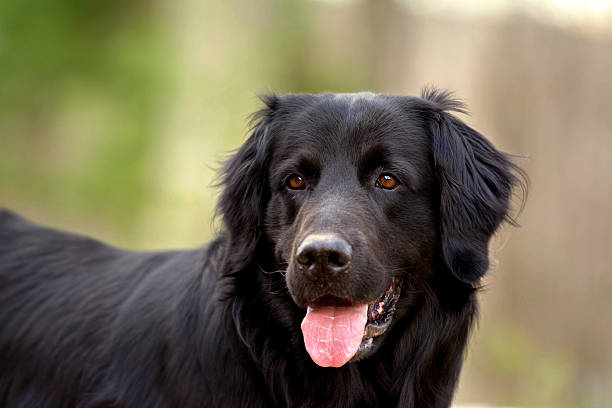 istock Black dog gazing to the side and panting. 636480976