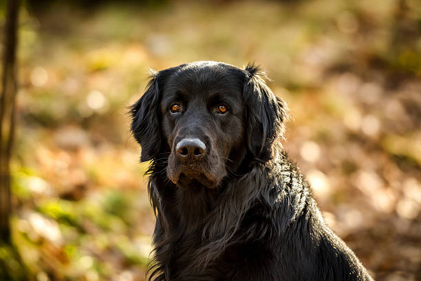 istock Black dog sitting in woods looking alert. 636481040