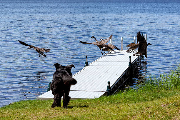 Six Indian Running Ducks Being Herded by a Collie Dog.