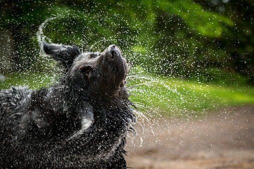 A black Newfoundland and Golden Retriever mixed-breed dog shakes water from his head.