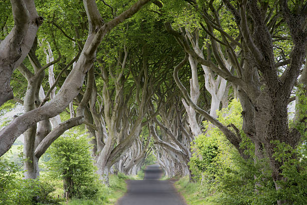 istock The Dark Hedges  at sunrise -  Northen Ireland 636486808