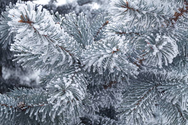 istock Frozen plants - fir branches covered by hard rime 636487414