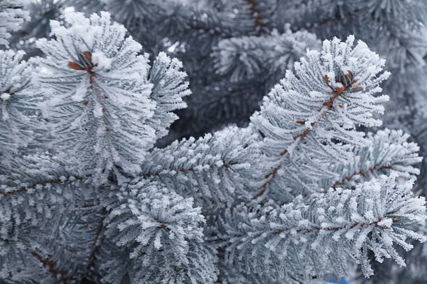 Frozen plants - fir branches covered by hard rime