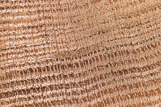 istock The Abstract brown background in the form of a web 636487712