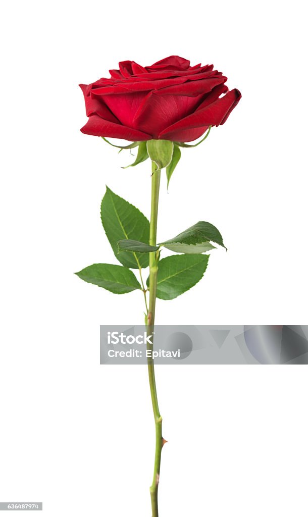 Rosas rojas sobre un fondo blanco - Foto de stock de Rosa - Flor libre de derechos