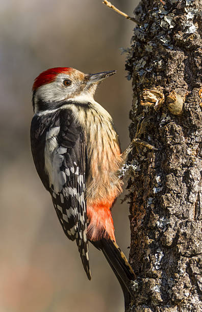 istock European woodpecker 636488880