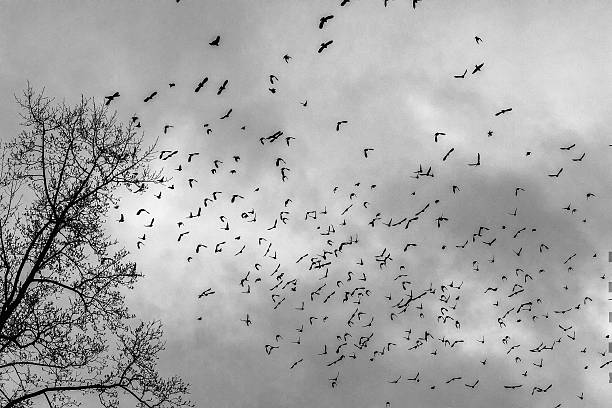 istock Birds of a feather 636489460