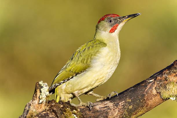 kuvapankkikuvat ja rojaltivapaat kuvat aiheesta picus viridian, vihreä tikka - european green woodpecker