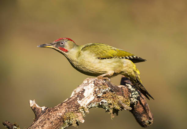Picus viridis,green woodpecker
