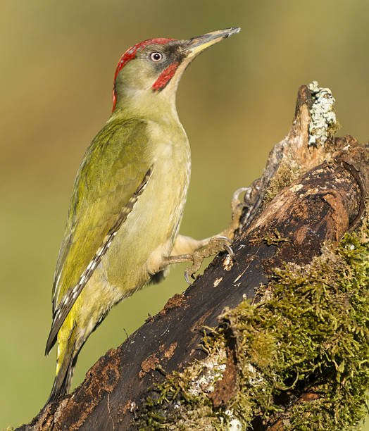 kuvapankkikuvat ja rojaltivapaat kuvat aiheesta ornitologia,picus viridis - european green woodpecker