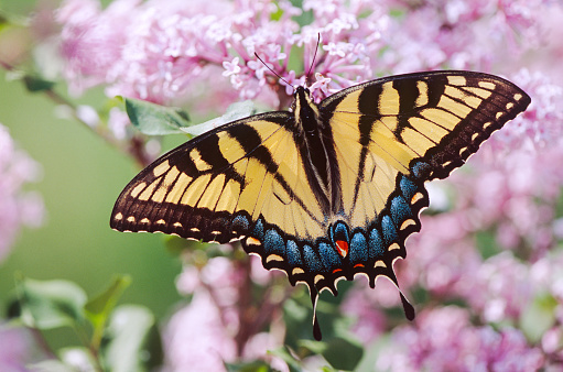 An Eastern Tiger Swallowtail butterfly (Papilio glaucus) with wings open and showing the top surface, feeding on the nectar of colorful lilac flowers on a green background.
