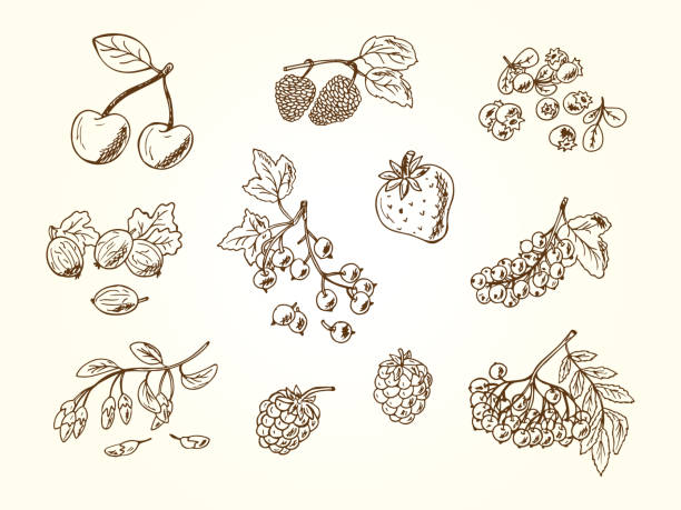 wektor zestaw jagód doodle - blackberry fruit mulberry isolated stock illustrations