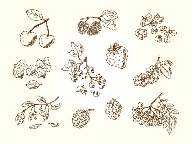 векторный набор каракулей ягод - raspberry gooseberry strawberry cherry stock illustrations