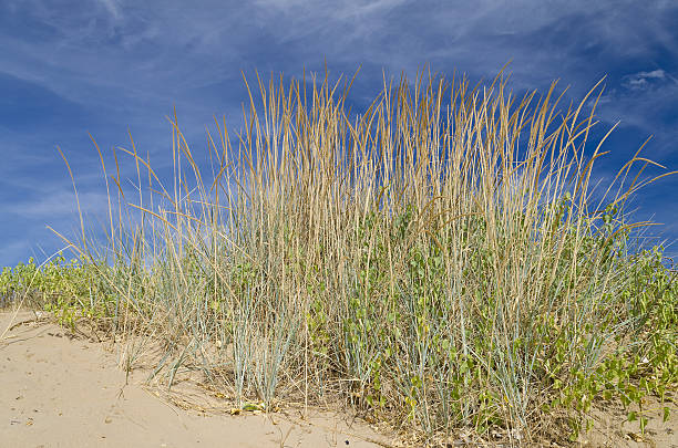 istock Sunny beach with sand dunes and blue sky in Bulgaria 636495904