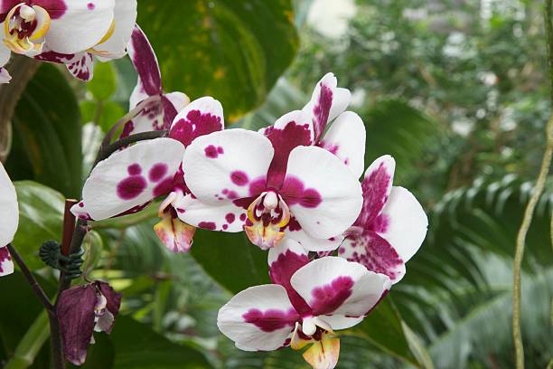 orchidée tachetée de la teigne - splotched photos et images de collection