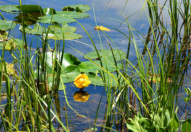 Yellow water lilies floating on the lake. Yellow water lilies floating on the lake. Nymph Lake, Rocky Mountains National Park, Colorado, USA. lily lake rocky mountains colorado stock pictures, royalty-free photos & images