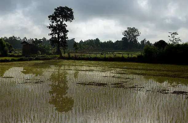 a ricefield in the Provinz Amnat Charoen in the northwest of Ubon Ratchathani in the Region of Isan in Northeast Thailand in Thailand.