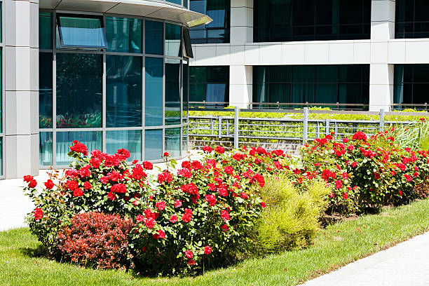 istock rose bush in the park 636502008