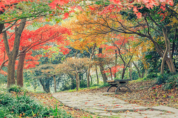 istock Autumn landscape in the park 636504494