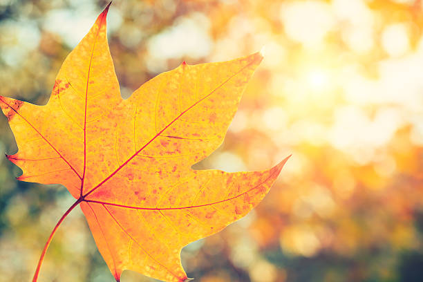 istock autumn yellow leaves 636505022