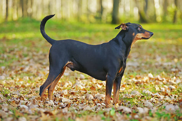 istock German Pinscher dog staying outdoors around fallen autumn leaves 636505682